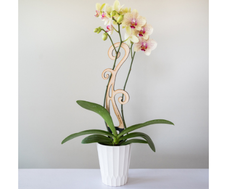T47 SKFLORBR