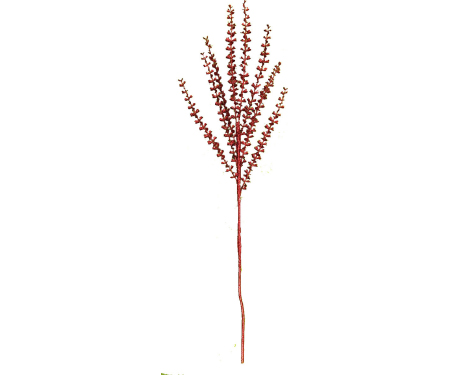 N46 XP1015RED