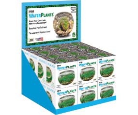 Mini Water Plants Display