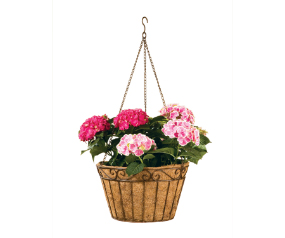 Hanging Basket Imperial With