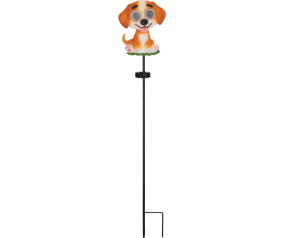 Eye  Slr Stk Dog