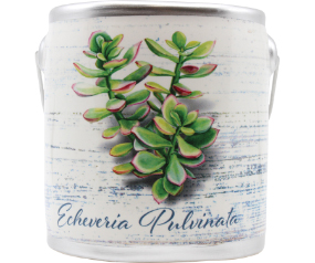20oz Echeveria Pulvinata/