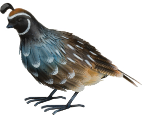 Quail Male Dec