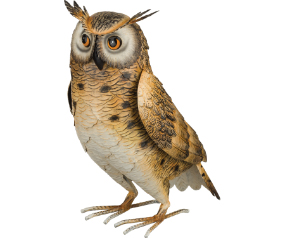 Long Eared Owl 14