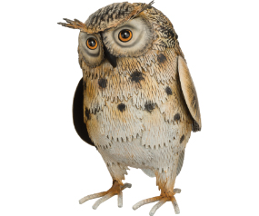 Long Eared Owl 9