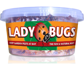 Ladybugs Live 500 Per Cup