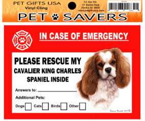 Cling Cavalier King Charles