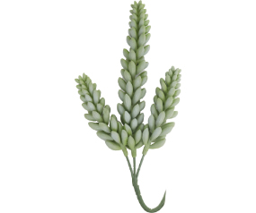 Succulent