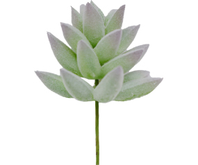 Succulent