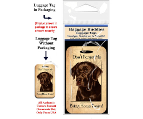 Labrador Retriever Choc Eng