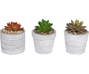 Flowerpot With Plants