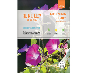 Morning Glory Seed