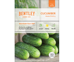 Cucumber, Boston Pickling