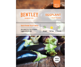 Eggplant, Black Beauty