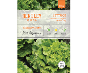 Lettuce, Simpson's Curled