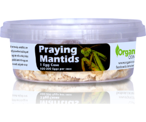 Praying Mantis Live 1 Egg Mas