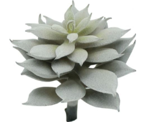 Succulent