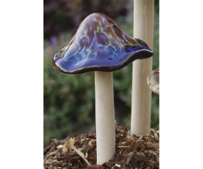 Med. Natural Mushroom 6pc