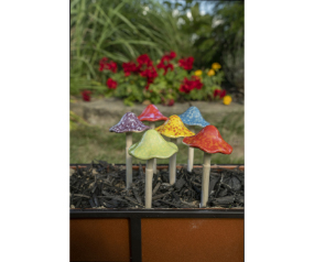 Med. Bright Mushroom