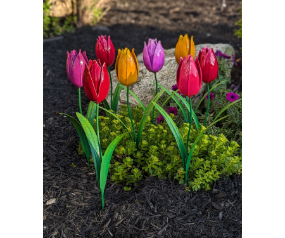 Bold Tulips
