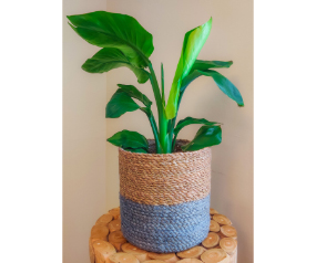 Blue Jute Planter