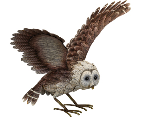 Barn Owl Wings Up