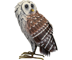 Barn Owl Standing