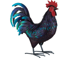 Shetland Rooster LG