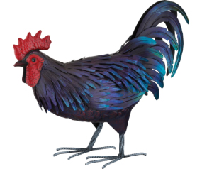 Shetland Rooster MED