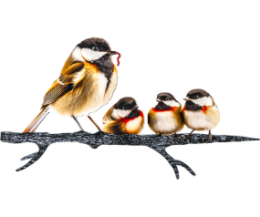 Chickadee & Chicks - TS