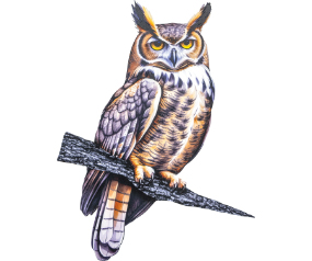 Great Horned Owl - TS